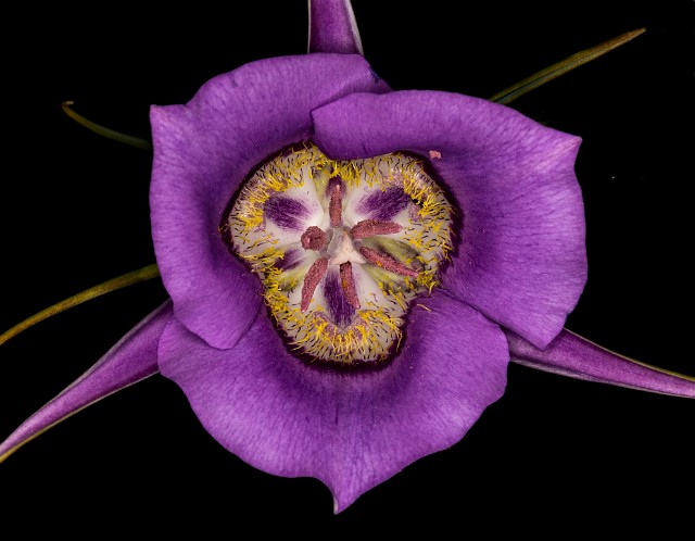 Calochortus macrocarpus - Sagebrush Mariposa Lily17-8691.jpg